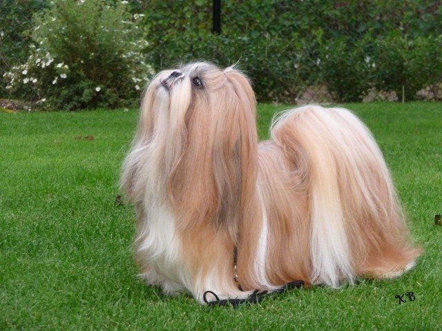 Shih Tzu Danmark